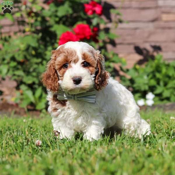 Baxter, Cockapoo Puppy